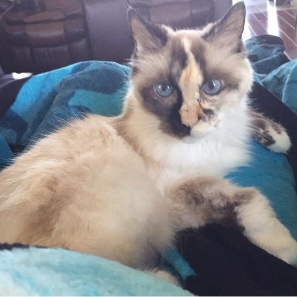 Meet your Posher, Shelly - Picture 3 of 7